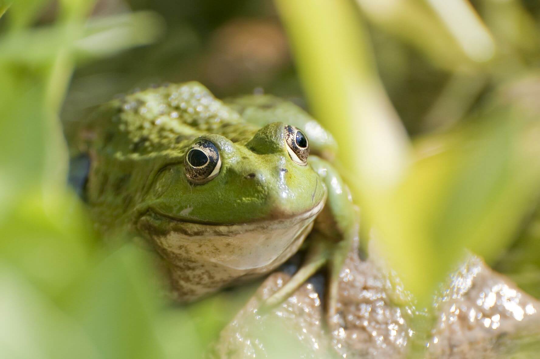 A green frog among foliage 